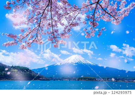 【桜吹雪素材】桜が満開の河口湖北岸から見た富士山と桜吹雪【山梨県】 【桜吹雪素材】桜が満開の河口湖北岸から見た富士山と桜吹雪【山梨県】 124293975