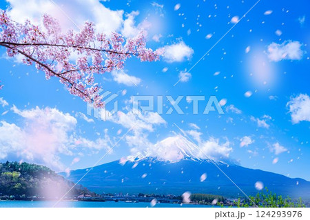 【桜吹雪素材】桜が満開の河口湖北岸から見た富士山と桜吹雪【山梨県】 【桜吹雪素材】桜が満開の河口湖北岸から見た富士山と桜吹雪【山梨県】 124293976