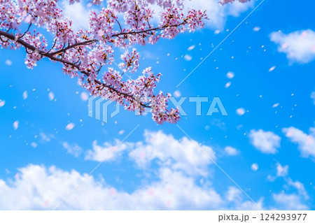【桜吹雪素材】桜が満開の河口湖北岸から見た富士山と桜吹雪【山梨県】 【桜吹雪素材】桜が満開の河口湖北岸から見た富士山と桜吹雪【山梨県】 124293977