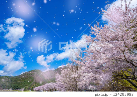 【桜吹雪素材】桜が満開の河口湖北岸から見た富士山と桜吹雪【山梨県】 【桜吹雪素材】桜が満開の河口湖北岸から見た富士山と桜吹雪【山梨県】 124293988