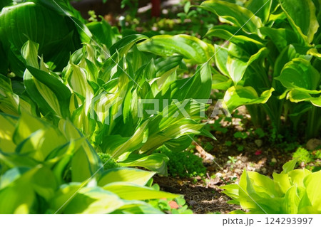 ホスタ　ギボウシ　擬宝珠 124293997