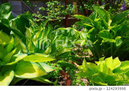 ホスタ　ギボウシ　擬宝珠 124293998