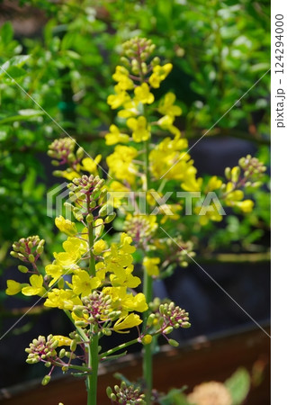 葉牡丹の花 葉牡丹の花 124294000