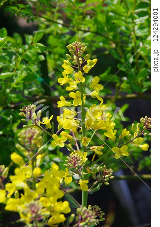 葉牡丹の花 葉牡丹の花 124294001