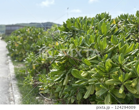 海辺に植えられた植物 124294009