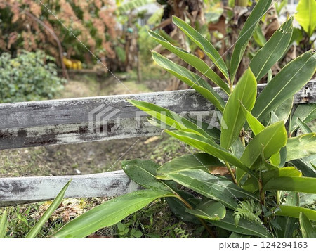 月桃の葉が生い茂る植物 124294163