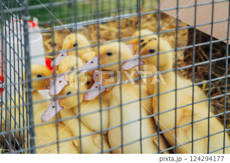 picture of ducklings in the cage 124294177