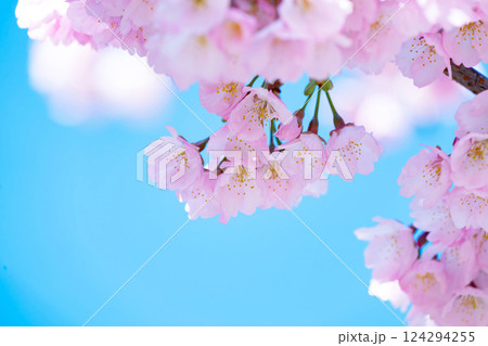 開花したばかりの桜 124294255