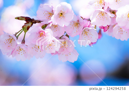 開花したばかりの桜 124294258