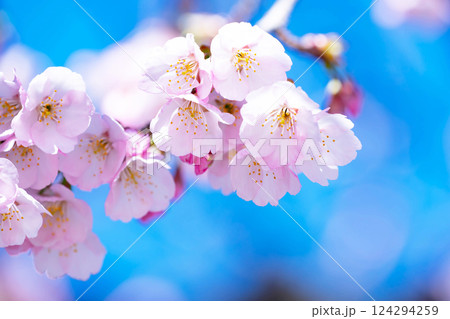 開花したばかりの桜 124294259
