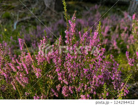 Close-up view of blooming purple heather flowers in a sunlit forest meadow Close-up view of blooming purple heather flowers in a sunlit forest meadow 124294412