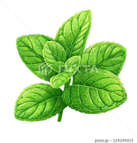 Vibrant green mint leaves, perfect for culinary and herbal uses. 124294915