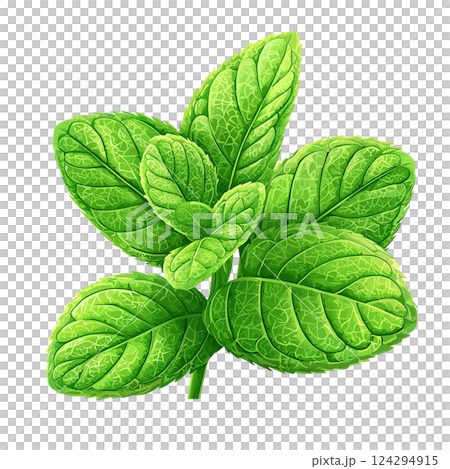 Vibrant green mint leaves, perfect for culinary and herbal uses. 124294915