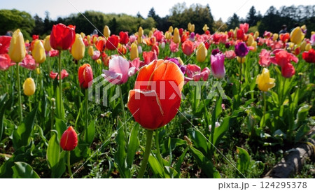 チューリップの庭 124295378