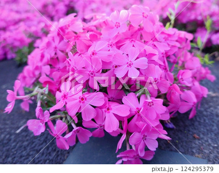 芝桜 124295379