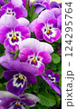 咲き誇る 紫色のビオラ 咲き誇る 紫色のビオラ 124295764