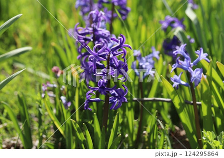 早春の野原に咲く紫色のヒヤシンスの花 124295864