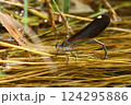 水辺で産卵するアオハダトンボのメス 124295886