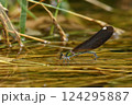 水辺で産卵するアオハダトンボのメス 124295887