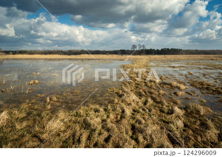 Flooded meadow after winter and clouds in the sky 124296009