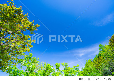 【初夏素材】新緑と青空【長野県】 124296050