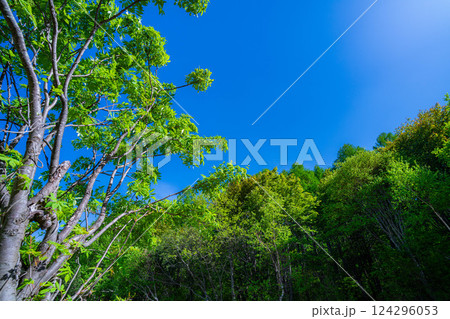【初夏素材】新緑と青空【長野県】 124296053