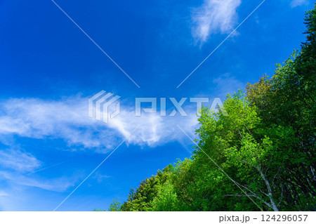【初夏素材】新緑と青空【長野県】 【初夏素材】新緑と青空【長野県】 124296057
