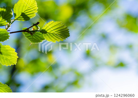 【初夏素材】新緑と青空【長野県】 124296060
