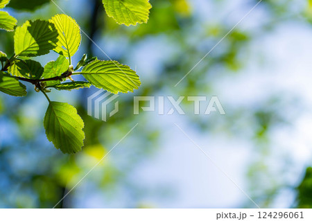 【初夏素材】新緑と青空【長野県】 124296061