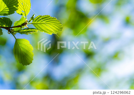 【初夏素材】新緑と青空【長野県】 124296062