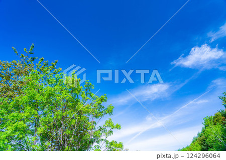 【初夏素材】新緑と青空【長野県】 124296064