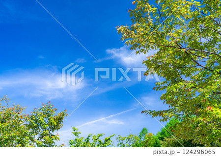 【初夏素材】新緑と青空【長野県】 【初夏素材】新緑と青空【長野県】 124296065