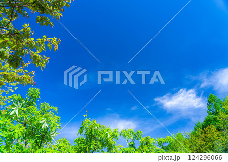 【初夏素材】新緑と青空【長野県】 124296066