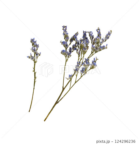 Set of small twigs of blue limonium flowers isolated 124296236