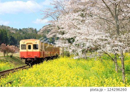 小湊鐵道「美しき春爛漫の上総大久保駅風景」 124296260