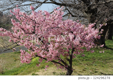 早春の公園に咲くピンク色のカワヅザクラの花 124296278