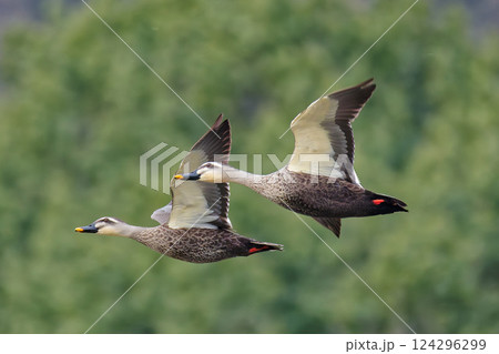 二羽で飛ぶカルガモ 二羽で飛ぶカルガモ 124296299