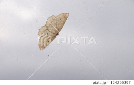 Moth on a glass. Moth on a glass. 124296397