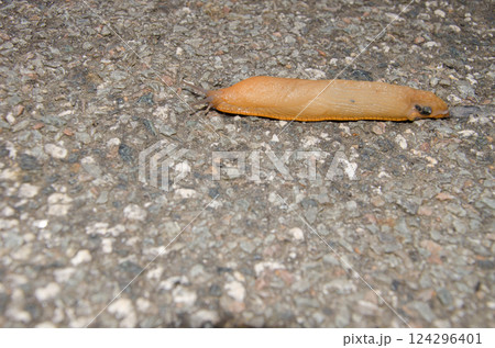 Spanish slug Arion vulgaris. 124296401