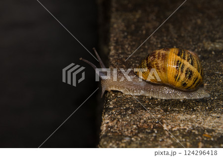 Garden snail Cornu aspersum. 124296418