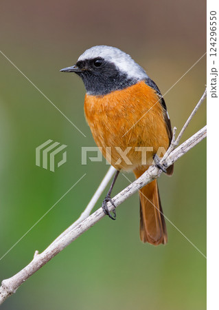 竹に留まるジョウビタキ雄、縦位置 124296550
