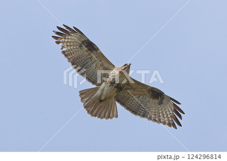 青空を飛ぶノスリ 青空を飛ぶノスリ 124296814