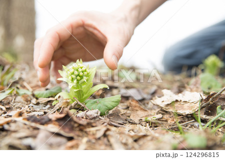 フキノトウを収穫する 124296815
