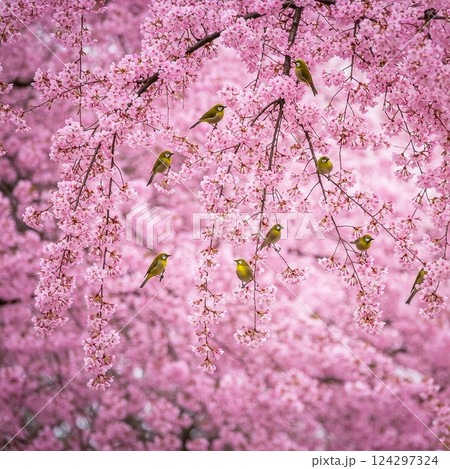 「満開の桜とメジロの群れ – 春の日本の風景」 124297324
