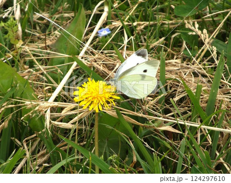タンボボの蜜を吸うモンシロチョウ タンボボの蜜を吸うモンシロチョウ 124297610