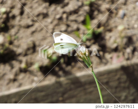 花の蜜を吸うモンシロチョウ 花の蜜を吸うモンシロチョウ 124297611