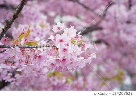 新座市寒桜 124297628