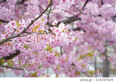 新座市寒桜 新座市寒桜 124297629