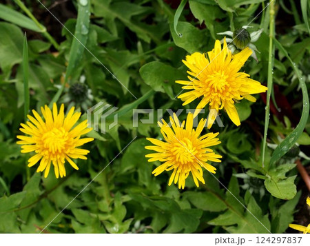 雨上がりの黄色いタンポポ（公園の蒲公英の花のクローズアップ） 124297837