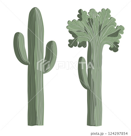 Crested and Normal Saguaro isolated hand graphic illustration. Cristate Saguaro versus an usual saguaro. Vector Crested and Normal Saguaro isolated hand graphic illustration. Cristate Saguaro versus an usual saguaro. Vector 124297854